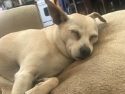 30th Jun 2018 - letting sleeping dog lie
