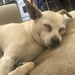 letting sleeping dog lie by jnadonza