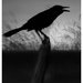 The Angry crow by joemuli