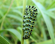 3rd Aug 2018 - Black Swallowtail Caterpillar