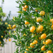 citrus abundance by ulla