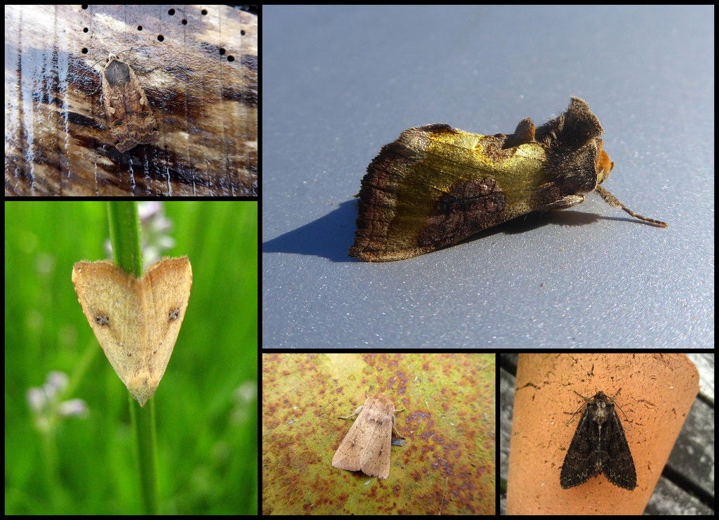 Garden moths 26  by steveandkerry