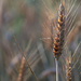 Wheat by spectrum