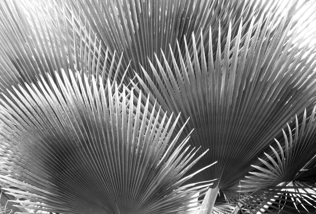 Abstract palms in B&W by mittens