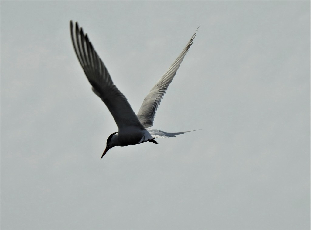 Common Tern  by susiemc