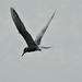 Common Tern  by susiemc