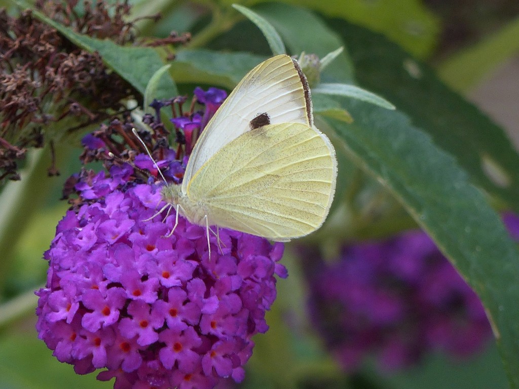 Large White on Purple Buddleia  by susiemc