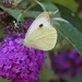 Large White on Purple Buddleia  by susiemc
