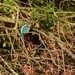 Kingfisher #2........ by ziggy77