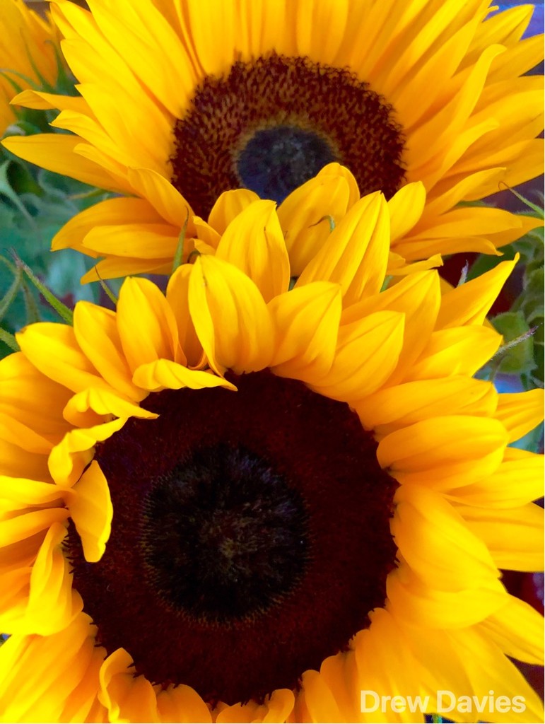Sunflowers  by 365projectdrewpdavies