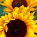 Sunflowers  by 365projectdrewpdavies