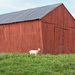 A Barn and a Goat by cindymc