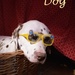 D is the letter of the day - DOG is the word by ideetje