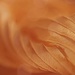 2018-08-04 dry hosta leaf abstract by mona65