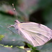 Butterfly - Pieris rapae  by pyrrhula