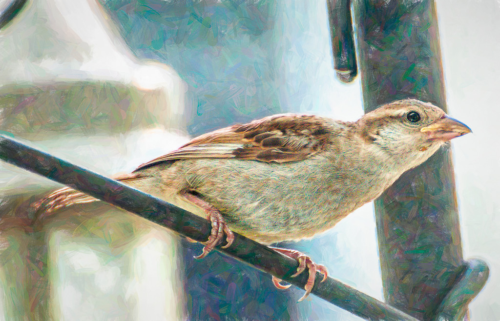 Another bird by joansmor