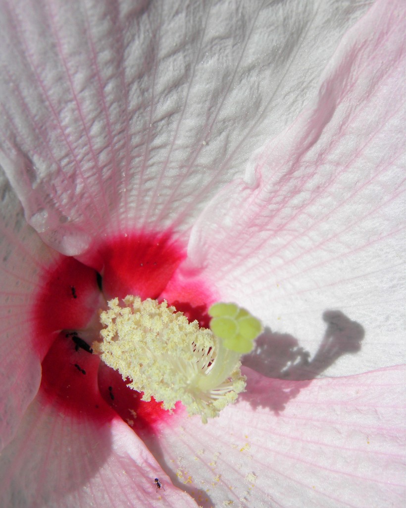 August 4: Hibiscus by daisymiller