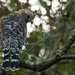 Red Shouldered Hawk Checking Me Out! by rickster549