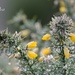 Gorse weed by ulla