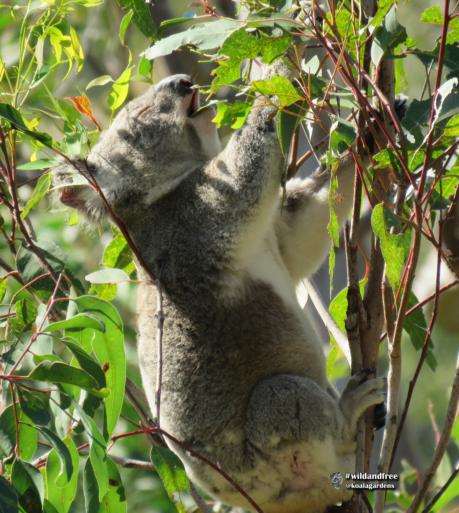 eat my way to healing by koalagardens