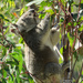 eat my way to healing by koalagardens