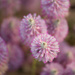 Ptylotis flowers, Mt Hart Wilderness Lodge by jodies