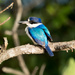Kakadu-Kingfisher by gosia