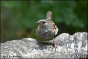 5th Aug 2018 - Thirsty dunnock