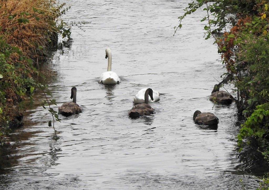 Swan Family on the Leen by oldjosh