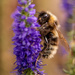 Bumble Bee by yorkshirekiwi