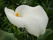 5th Aug 2018 - Arum Lily 