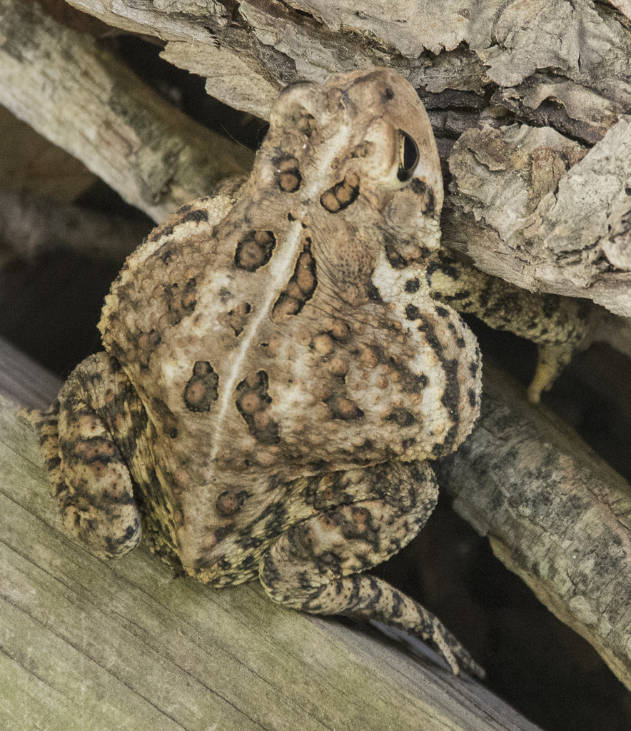 Toad by houser934