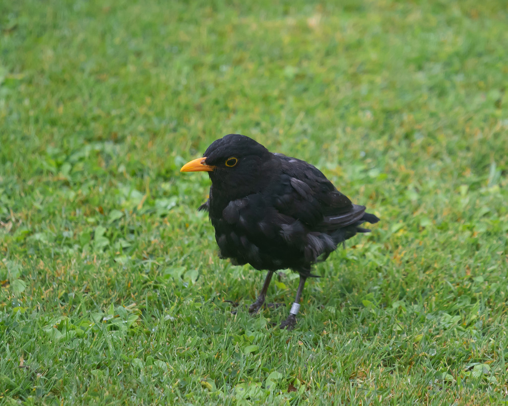 Scruffy Blackbird by lifeat60degrees