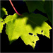 maple leaf by jernst1779