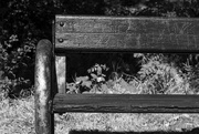 5th Aug 2018 - Bench