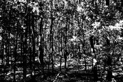 5th Aug 2018 - Black and white forest 