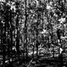 Black and white forest  by vincent24
