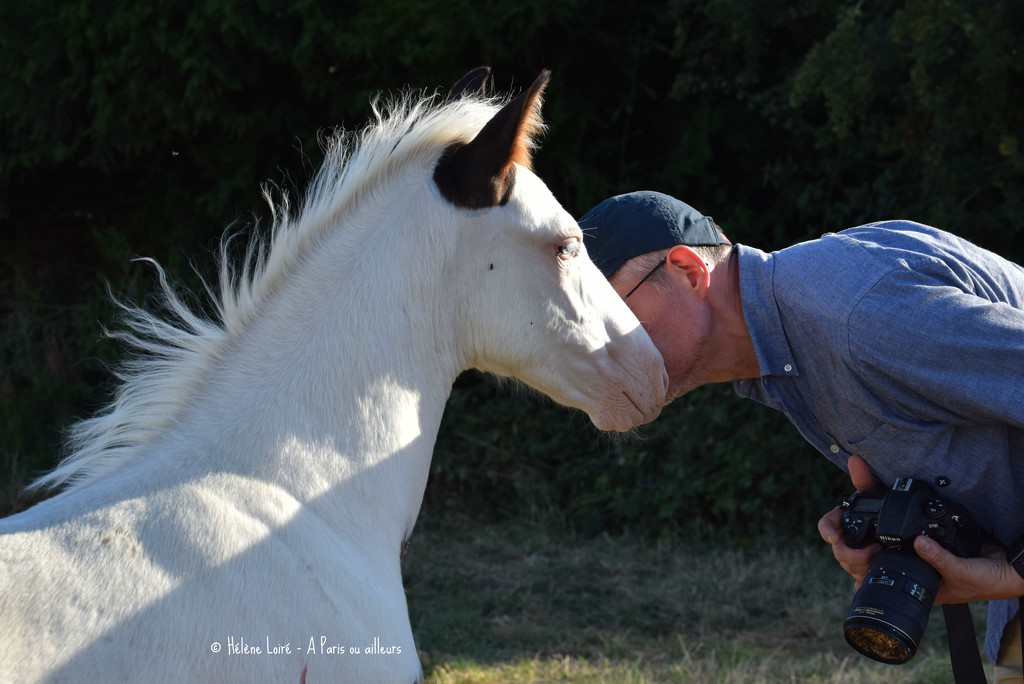 to kiss the foal by parisouailleurs