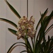 My Latest Orchid To Flower ~ by happysnaps