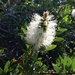 Beautiful White Bottlebrush Flower ~ by happysnaps