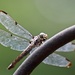 dragonfly by scottmurr