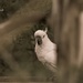 cockatoo at the zoo by ulla