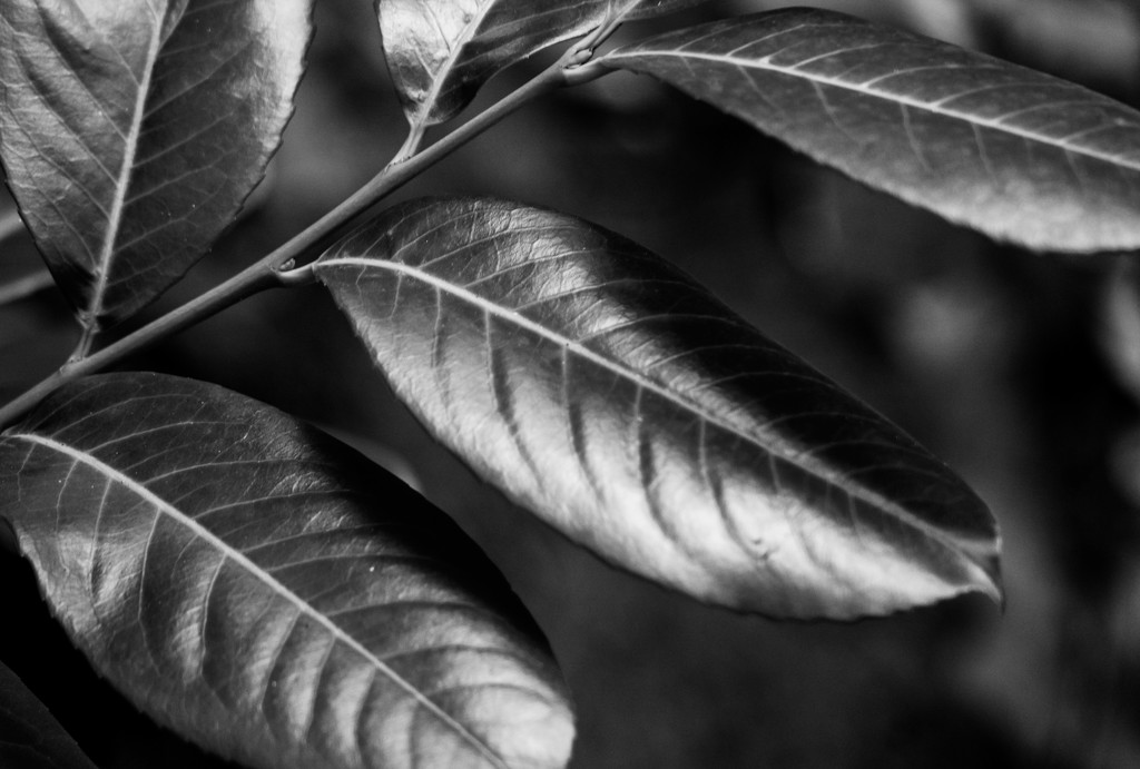 Leaves by toinette