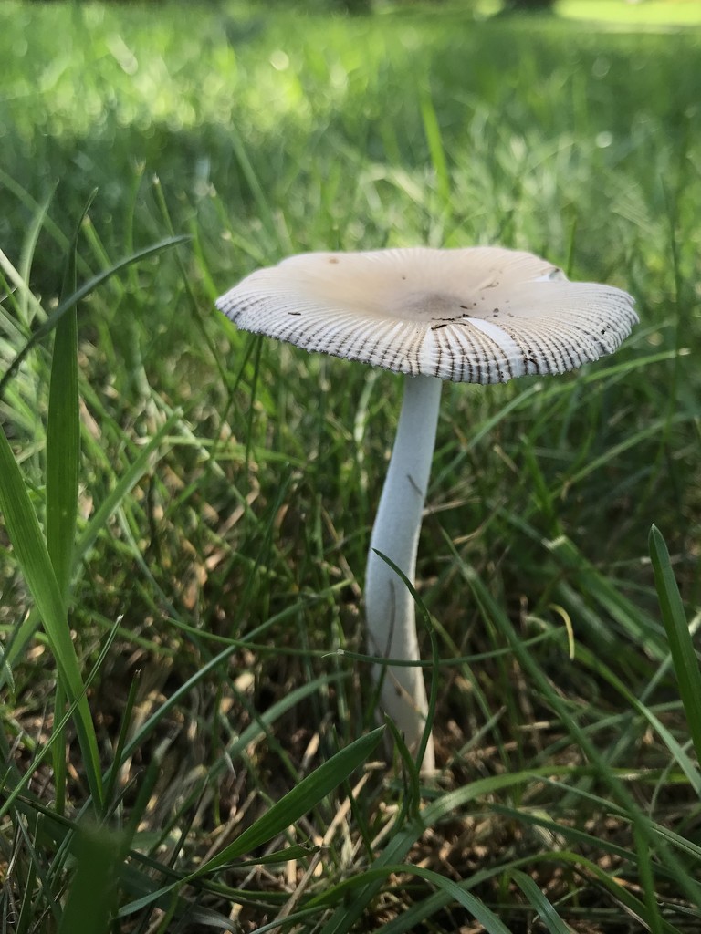 Mushroom  by beckyk365
