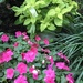 Impatiens and Coleus  by beckyk365