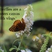 Joan's butterfly bush by essiesue