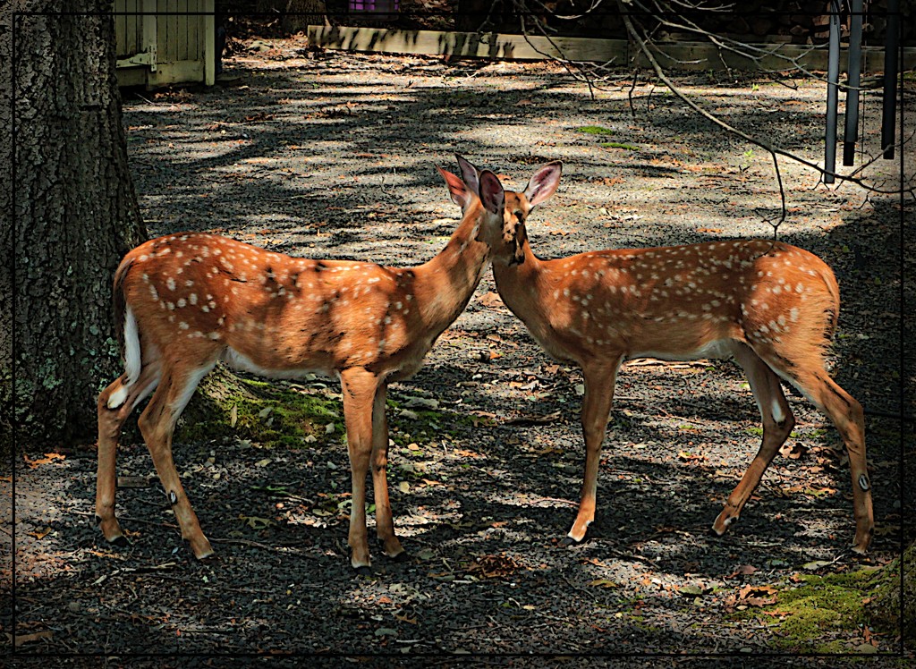 Push Me Pull You Fawns by olivetreeann