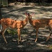 Push Me Pull You Fawns by olivetreeann