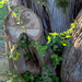  Beautiful Stumps by judyc57