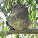 peek-a-boo by koalagardens